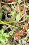 Drosera rotundifolia (rossolis à feuilles rondes); plante carnivore